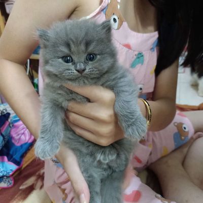Bé mèo Anh lông dài  thuần chủng. Mua bán Mèo tại Quận 8 Tp Hồ Chí Minh được đăng bởi Hồng Vân 