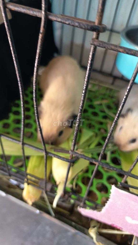 Chuột Hamster Syrian Nâu vàng. Mua bán Thú cưng khác tại Quận Hà Đông Hà Nội được đăng bởi kim Liên hình 1