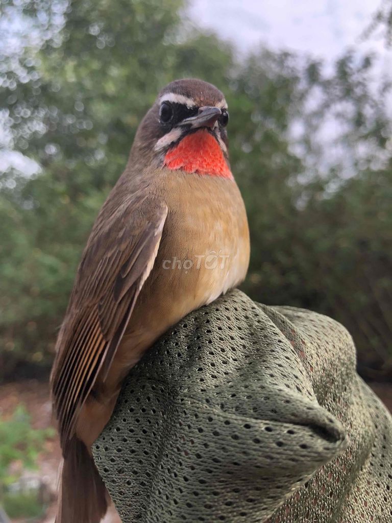 Bán Chim Oanh Cổ Đỏ. Mua bán Chim tại Quận Liên Chiểu Đà Nẵng được đăng bởi Thái viết phụng hình 1