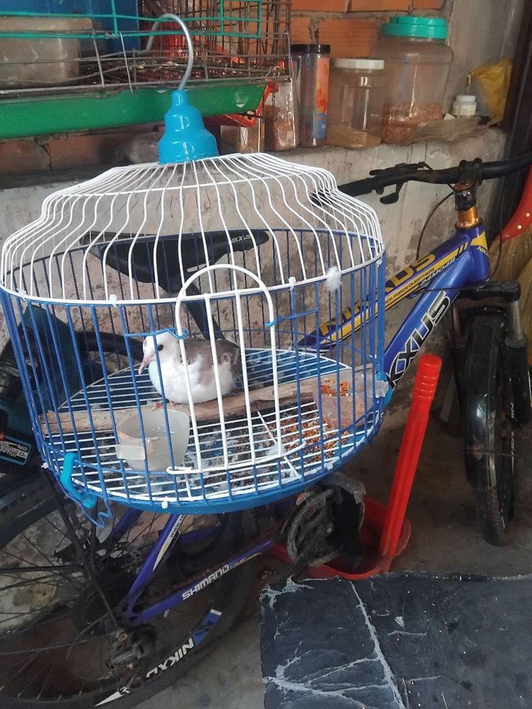 Chim cu thái bông đen. Mua bán Chim tại Thành phố Dĩ An Bình Dương được đăng bởi Hai Tran hình 1