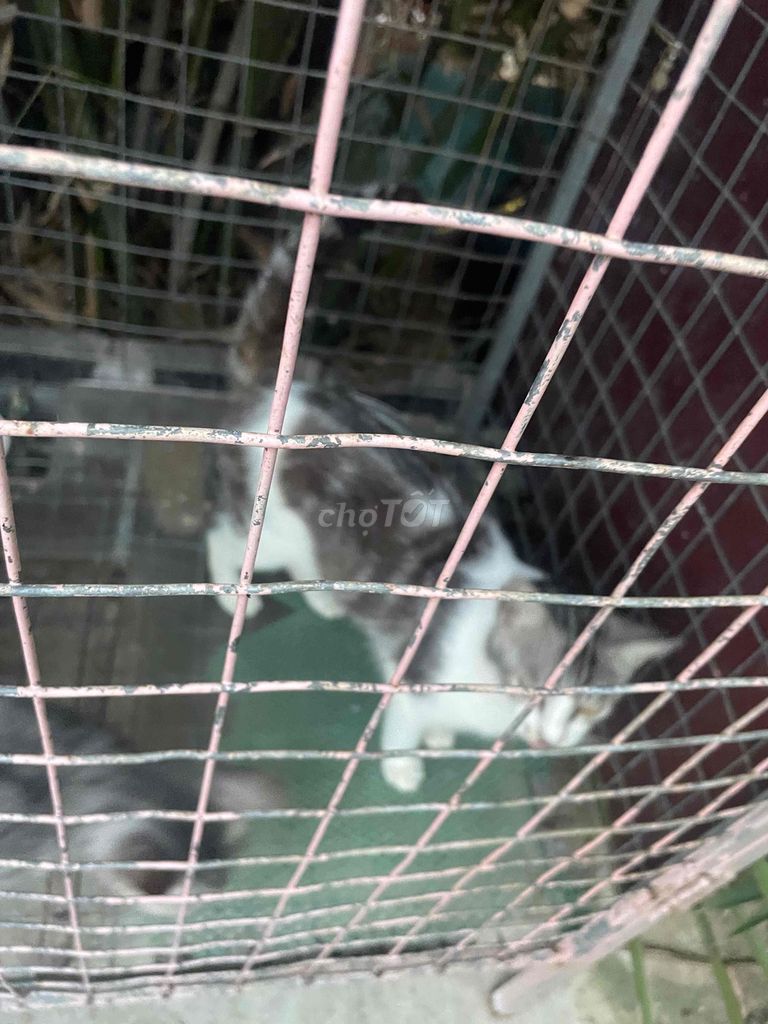 Cần Tặng 2 bé mèo ALN lai ALD vía sinh viên. Mua bán Mèo tại Quận Hải Châu Đà Nẵng được đăng bởi Nguyễn Đức Huỳnh hình 1