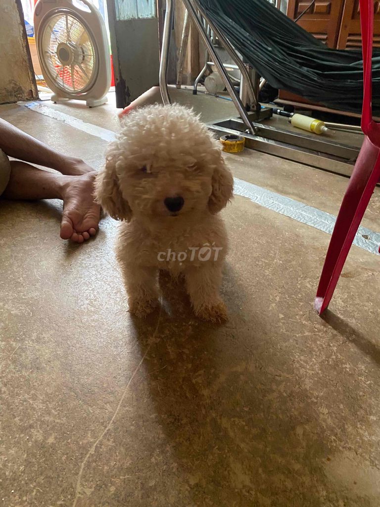 poodle trưởng thành. Mua bán Chó tại Quận 1 Tp Hồ Chí Minh được đăng bởi Võ Trọng Nhật hình 2