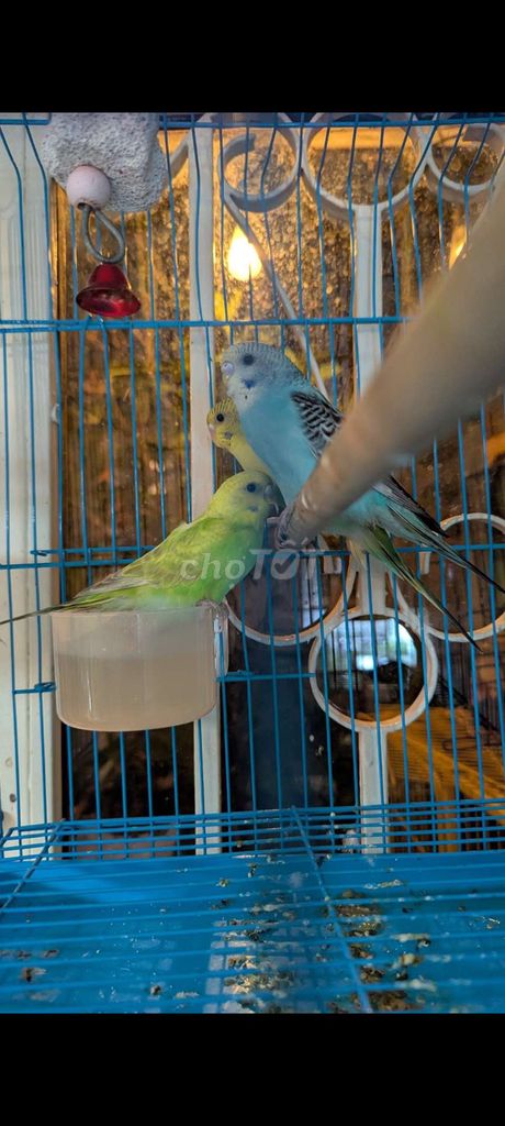 Vẹt yến phụng 3 con màu Xanh, vàng, xanh lá. Mua bán Chim tại Quận 1 Tp Hồ Chí Minh được đăng bởi Hiền hình 1