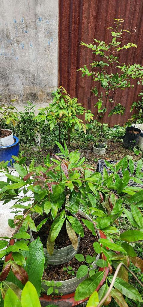 Làm nhà chia sẻ anh em đam mê mai chậu chơi tết và