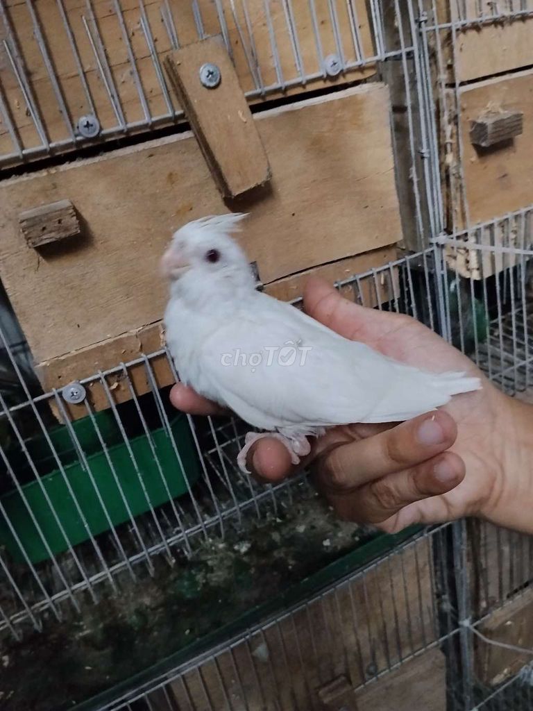 Chim Cockatiel Trắng Khỏe mạnh. Mua bán Chim tại Quận Liên Chiểu Đà Nẵng được đăng bởi Thai Hoa hình 1