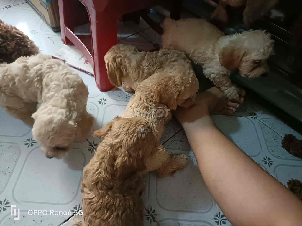 Chó Poodle Vàng kem 2 tháng. Mua bán Chó tại Quận Bình Tân Tp Hồ Chí Minh được đăng bởi Nguyen Huy hình 1