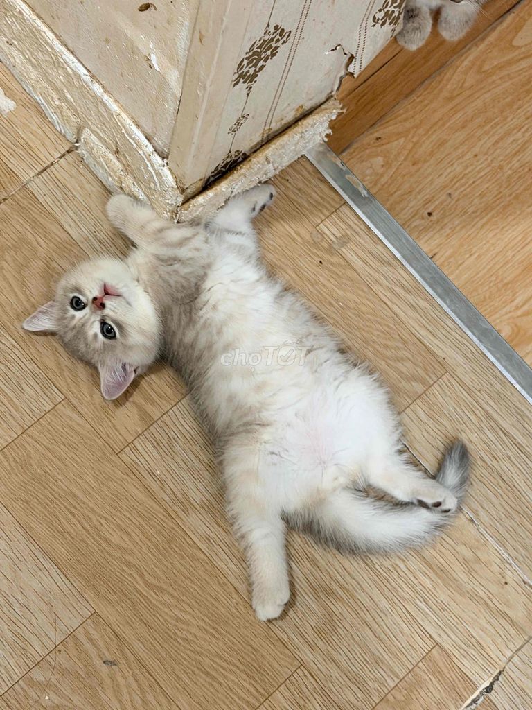 Gả Gấpppp mấy bé ALn nhà trồng được. Mua bán Mèo tại Quận 1 Tp Hồ Chí Minh được đăng bởi VŨ THỊ TRÚC ANH hình 1