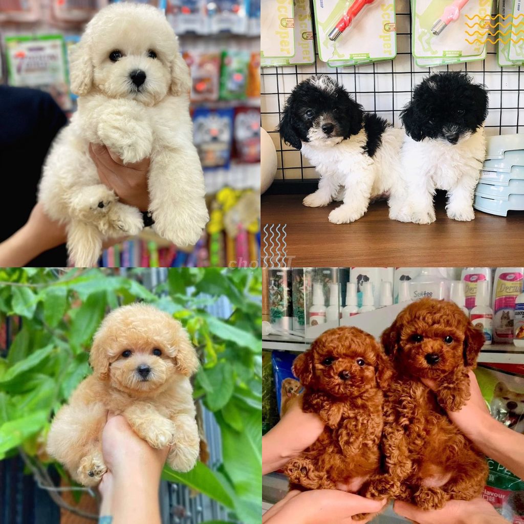 Bán chó poodle tại shop 130 đường 2/9 đà nẵng!!.jj. Mua bán Chó tại Quận Hải Châu Đà Nẵng được đăng bởi shop chó mèo đà nẵng 130 đường 2 tháng 9 hình 1