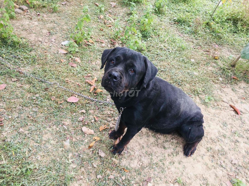 Cần tìm chủ mới. Mua bán Chó tại Huyện Việt Yên Bắc Giang được đăng bởi Nguyễn Đức Giang hình 4