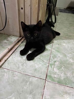 Mèo ALN đen huyền bí. Mua bán Mèo tại Quận Tân Bình Tp Hồ Chí Minh được đăng bởi Tiên Tiên