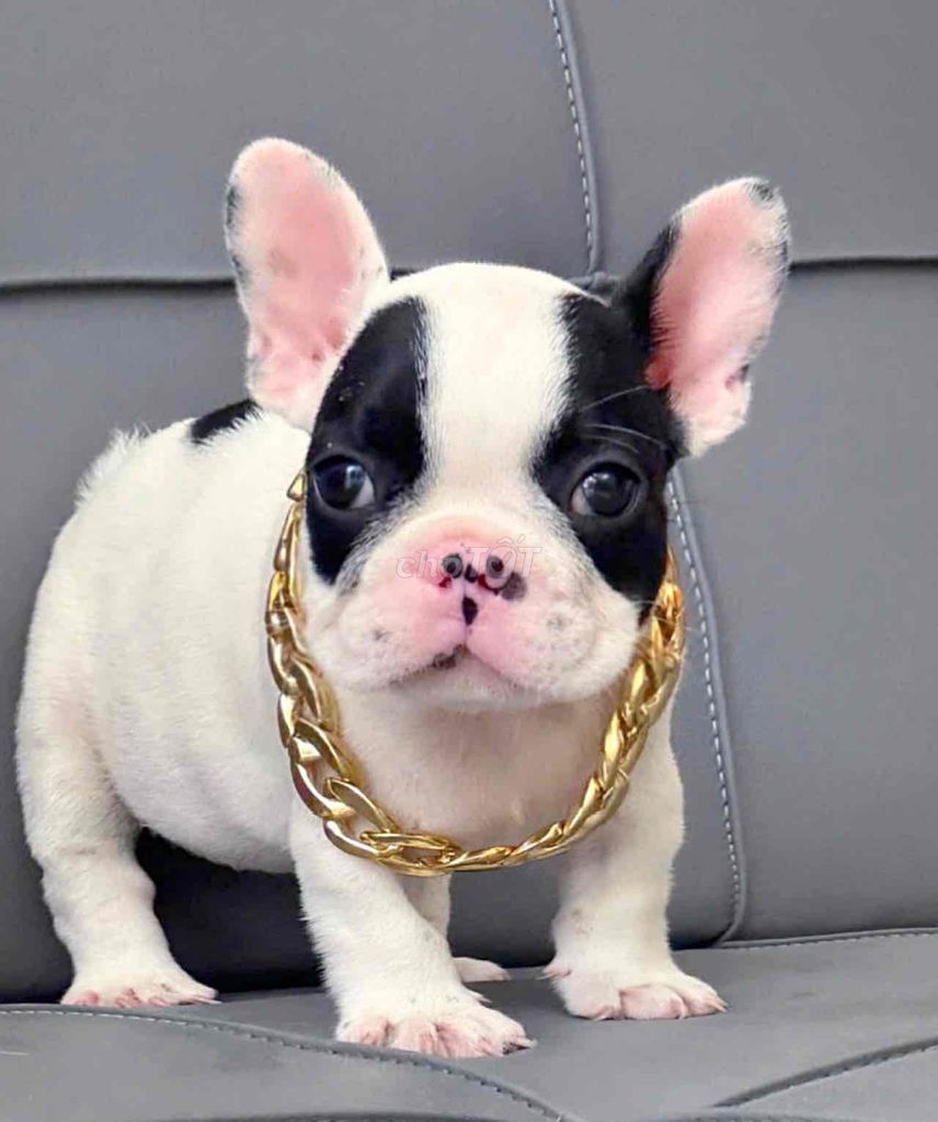 bun pháp body short. Mua bán Chó tại Quận Bình Tân Tp Hồ Chí Minh được đăng bởi Trang  hình 1