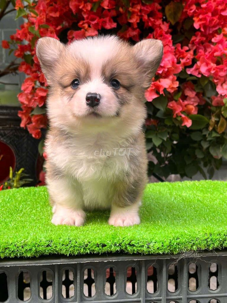 Corgi siêu xinh