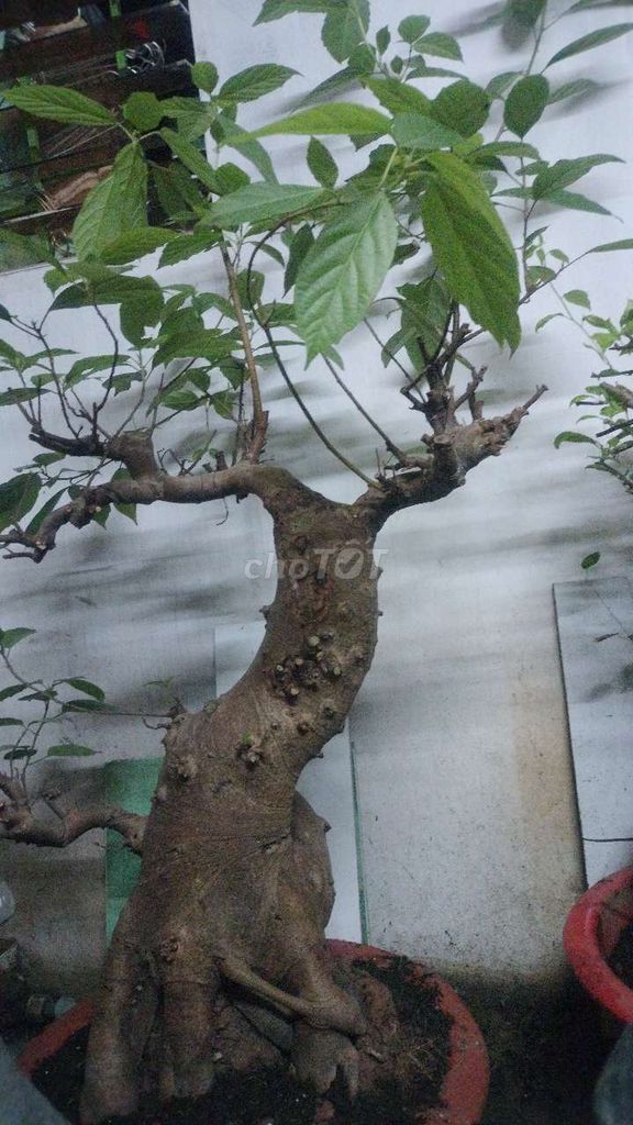 Cây sung Bonsai. Mua bán Cây cảnh, đồ trang trí tại Quận 8 Tp Hồ Chí Minh được đăng bởi Hồ Thúy hình 1