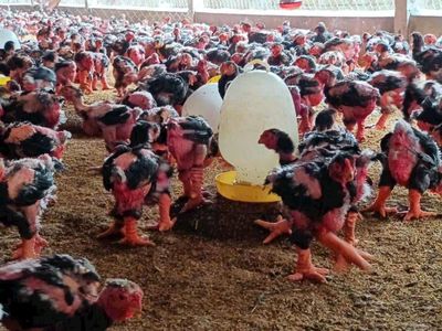 GÀ GIỐNG 2 THÁNG TUỔI. Mua bán Gà tại Huyện Bình Chánh Tp Hồ Chí Minh được đăng bởi Gà Đông Tảo