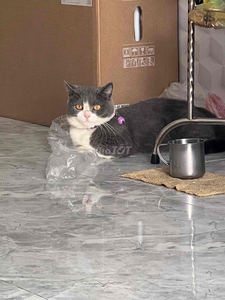 Mèo Anh lông ngắn Cái Trắng xám Đã thiến. Mua bán Mèo tại Quận Bình Tân Tp Hồ Chí Minh được đăng bởi Tên chưa cung cấp hình 1