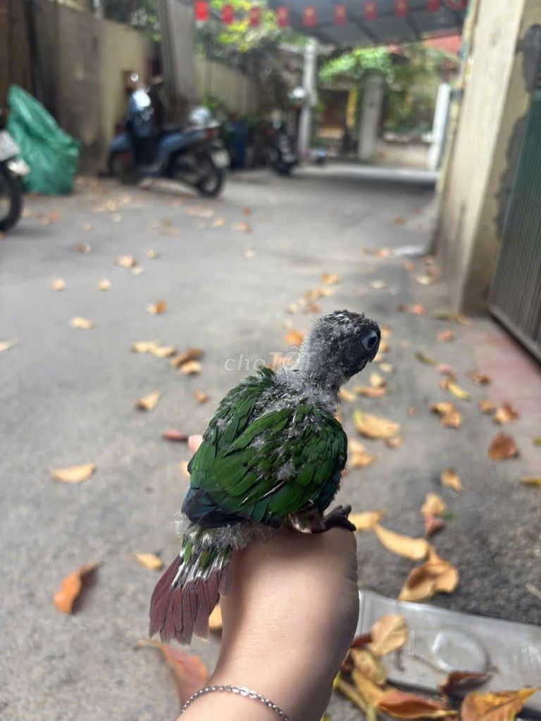 chim dạy nói. Mua bán Chim tại Quận Cầu Giấy Hà Nội được đăng bởi Shop chim vẹt  hình 1