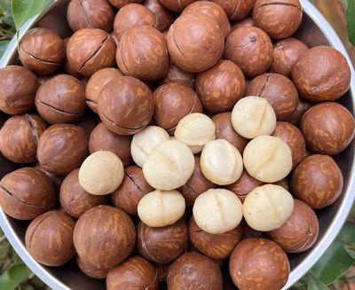 Mắc ca vỏ Tây Nguyên: 130k/500g.. Mua bán Đồ ăn, thực phẩm và các loại khác tại Quận Thanh Khê Đà Nẵng được đăng bởi Hạt Lạc Sơn 