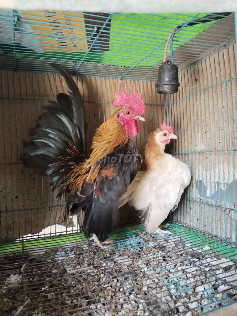 Cặp serama đang đẻ lứa so!. Mua bán Gà tại Quận 12 Tp Hồ Chí Minh được đăng bởi Nguyễn Hoài Nam hình 1