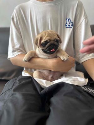 Chó Pug vàng kem cả hai