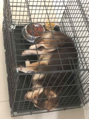 Cần tìm nhà mới cho bé vừa bán vừa tặng. Mua bán Chó tại Huyện Xuân Lộc Đồng Nai được đăng bởi Bảo Nhi Nguyễn