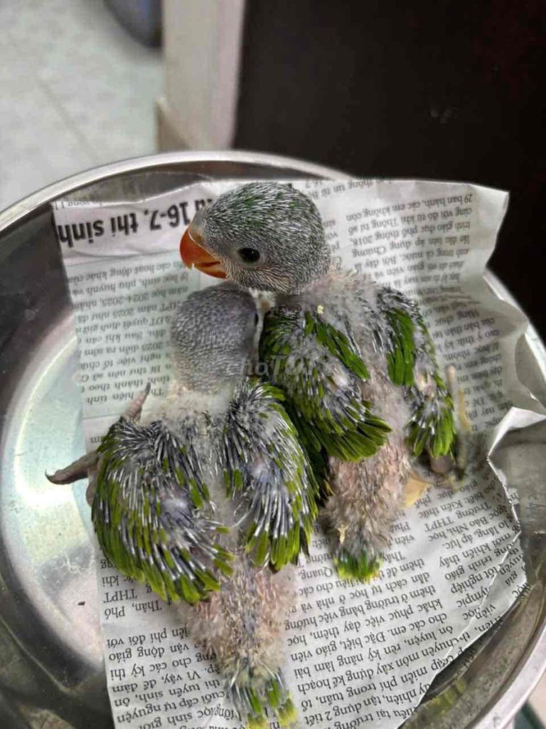 Chim cảnh nói giỏi. Mua bán Chim tại Quận Bình Tân Tp Hồ Chí Minh được đăng bởi Soa Duong hình 1