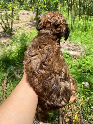 chó poodle lai phốc hươu. Mua bán Chó tại Huyện Cái Bè Tiền Giang được đăng bởi Chuyên phốc hươu