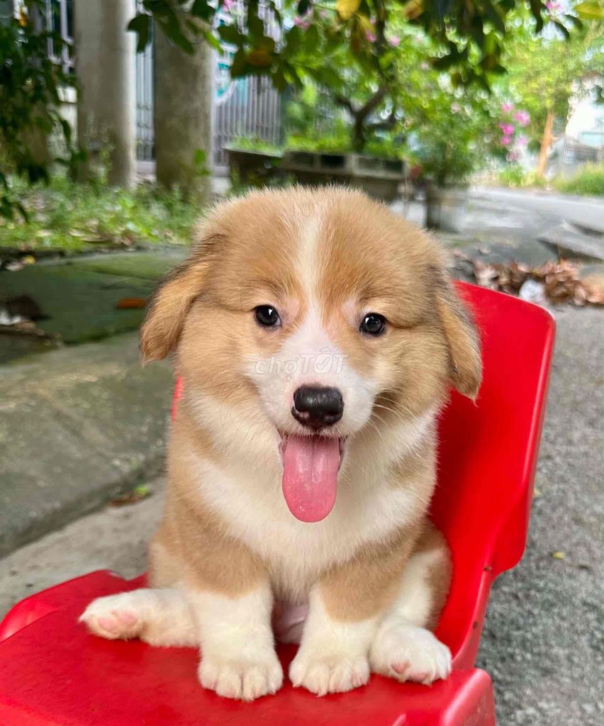 Chó Corgi vàng trắng 2 tháng tuổi. Mua bán Chó tại Quận Liên Chiểu Đà Nẵng được đăng bởi Vân  hình 1