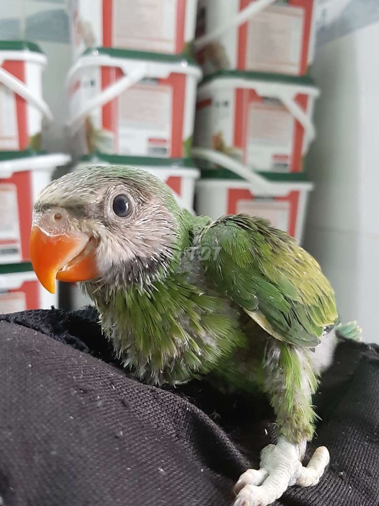 Chim Vẹt Xanh biết nói. Mua bán Chim tại Quận Gò Vấp Tp Hồ Chí Minh được đăng bởi Bao Bao hình 1