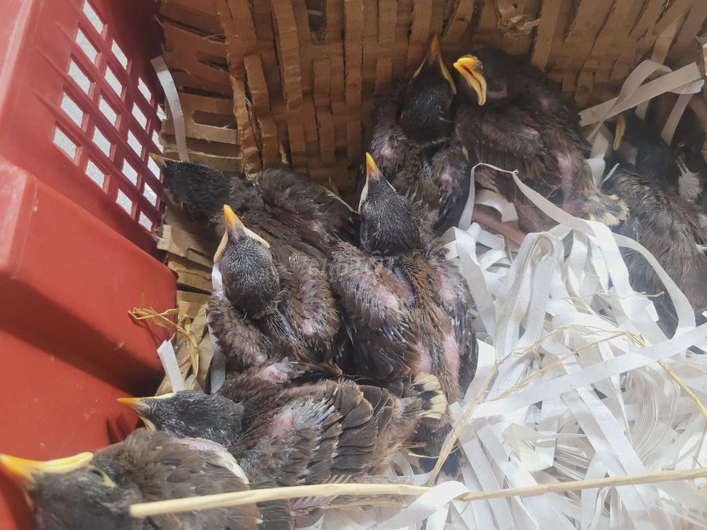 Chim Sáo nâu non 1 cặp. Mua bán Chim tại Quận Bình Thạnh Tp Hồ Chí Minh được đăng bởi Shop chim cảnh hình 1