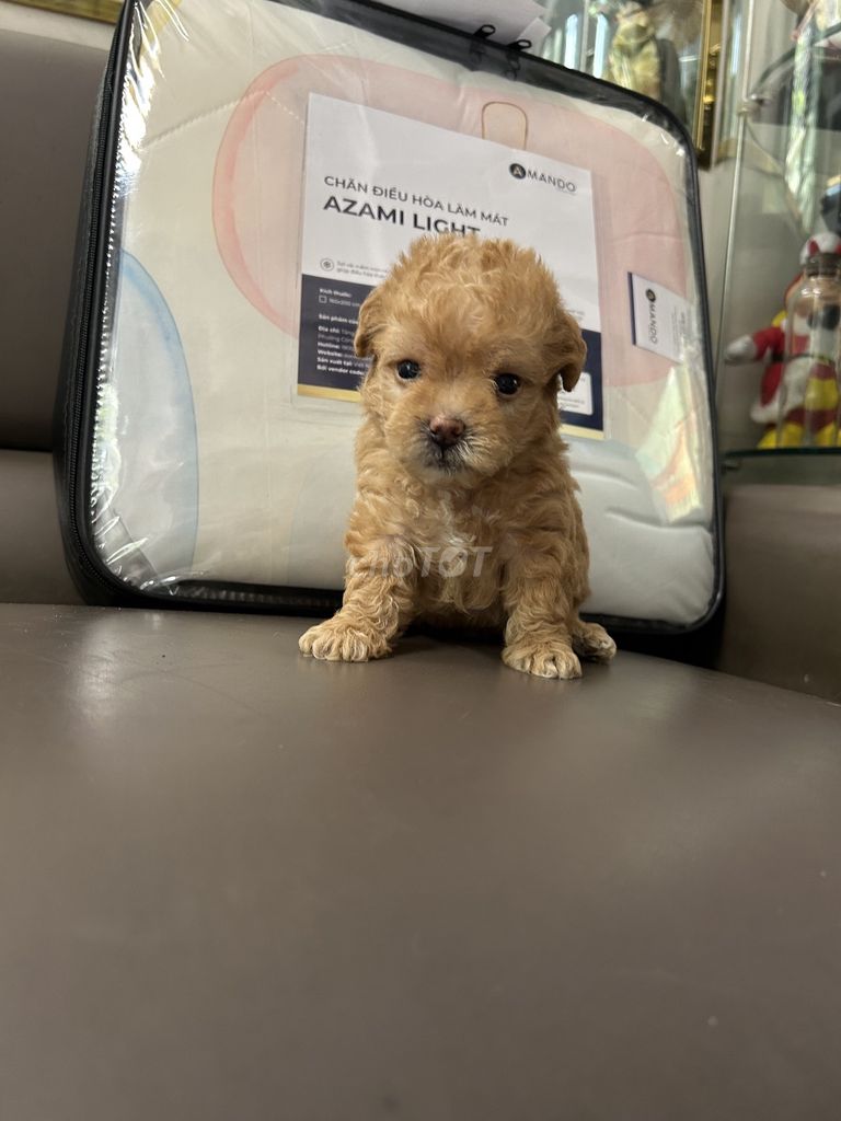 Chó Poodle con cả hai. Mua bán Chó tại Quận Hai Bà Trưng Hà Nội được đăng bởi Đỗ Thị Lan hình 1