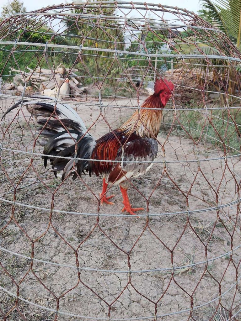 Gà Xám siumy 2k8. Mua bán Gà tại Huyện Phong Điền Cần Thơ được đăng bởi Hoàng Minh hình 1