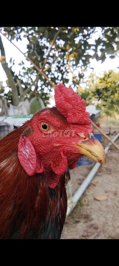 điều 3k9 đuôi lao dán cánh. Mua bán Gà tại Huyện Châu Phú An Giang được đăng bởi văn tài  hình 1
