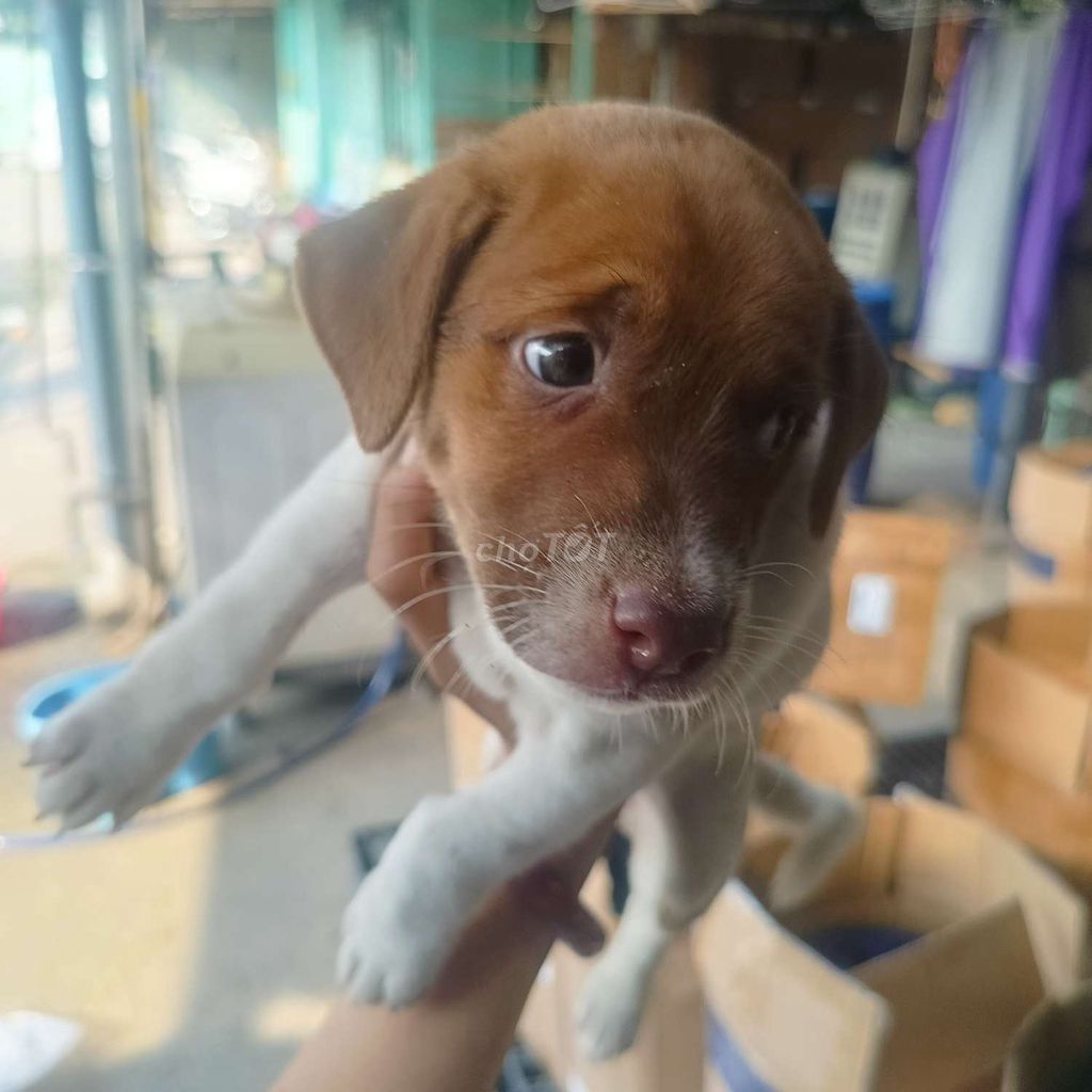 Chó Lạp xưởng lai Phú Quốc đã tiêm. Mua bán Chó tại Huyện Hóc Môn Tp Hồ Chí Minh được đăng bởi Huỳnh Thị Ngọc Trinh hình 1