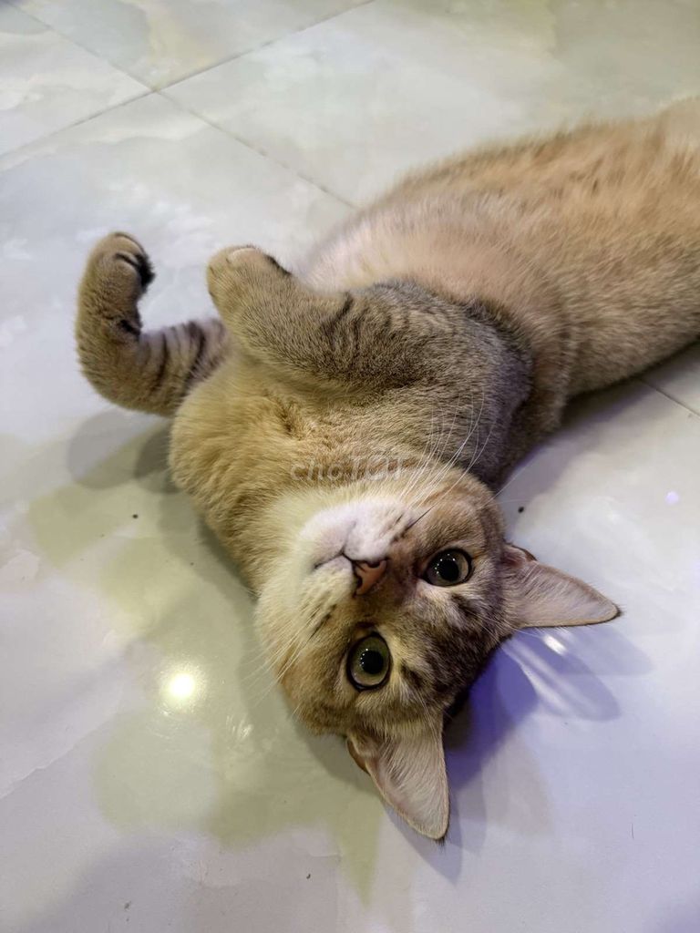 Mèo Anh lông ngắn Vàng nâu 10 tháng đã tiêm. Mua bán Mèo tại Thành phố Thủ Đức Tp Hồ Chí Minh được đăng bởi MinhTuan Nguyen hình 1