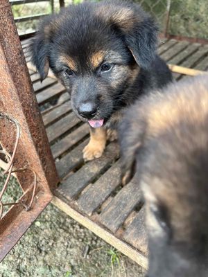 chó Becgie lai giống lớn,màu đen vàng 1,5 tháng tu. Mua bán Chó tại Huyện Xuân Lộc Đồng Nai được đăng bởi Nguyen thanh tin