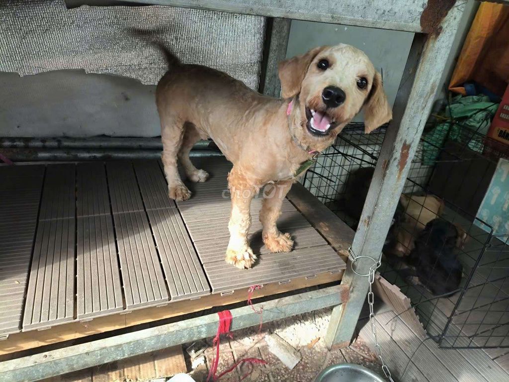 Chó Poodle Nâu vàng 5 tháng. Mua bán Chó tại Quận Bình Tân Tp Hồ Chí Minh được đăng bởi Hoangthuy hình 1
