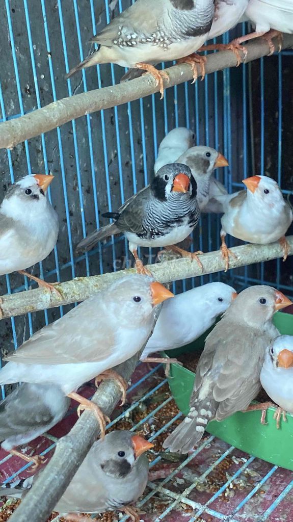 Chim Manh manh Nhật tới tuổi sinh sản. Mua bán Chim tại Quận 12 Tp Hồ Chí Minh được đăng bởi đinh tuân hình 1