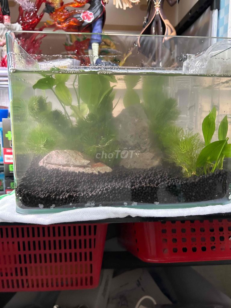 Hồ kính. Mua bán Phụ kiện, Thức ăn, Dịch vụ tại Thành phố Vĩnh Long Vĩnh Long được đăng bởi Dương Quang hình 1