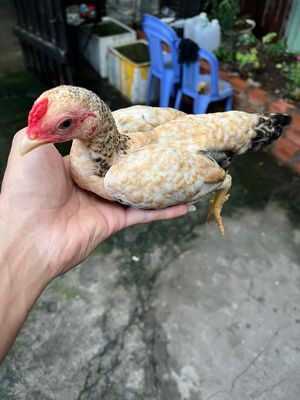 Gà đồng lúa 5xi be. Mua bán Gà tại Quận Bình Tân Tp Hồ Chí Minh được đăng bởi a huy