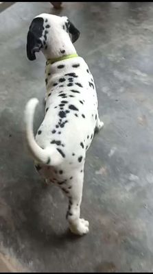 Chó Đốm đô con như Gấu. Mua bán Chó tại Huyện Củ Chi Tp Hồ Chí Minh được đăng bởi Nguyễn Huy
