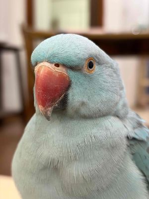 Vẹt Ringneck xanh lam trên 1 tuổi