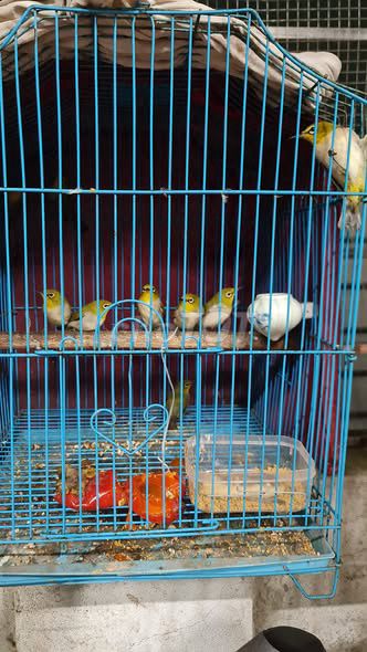 Chim khuyên trống 2 mùa vàng trắng siêng hót. Mua bán Chim tại Huyện Bình Chánh Tp Hồ Chí Minh được đăng bởi nam hình 1