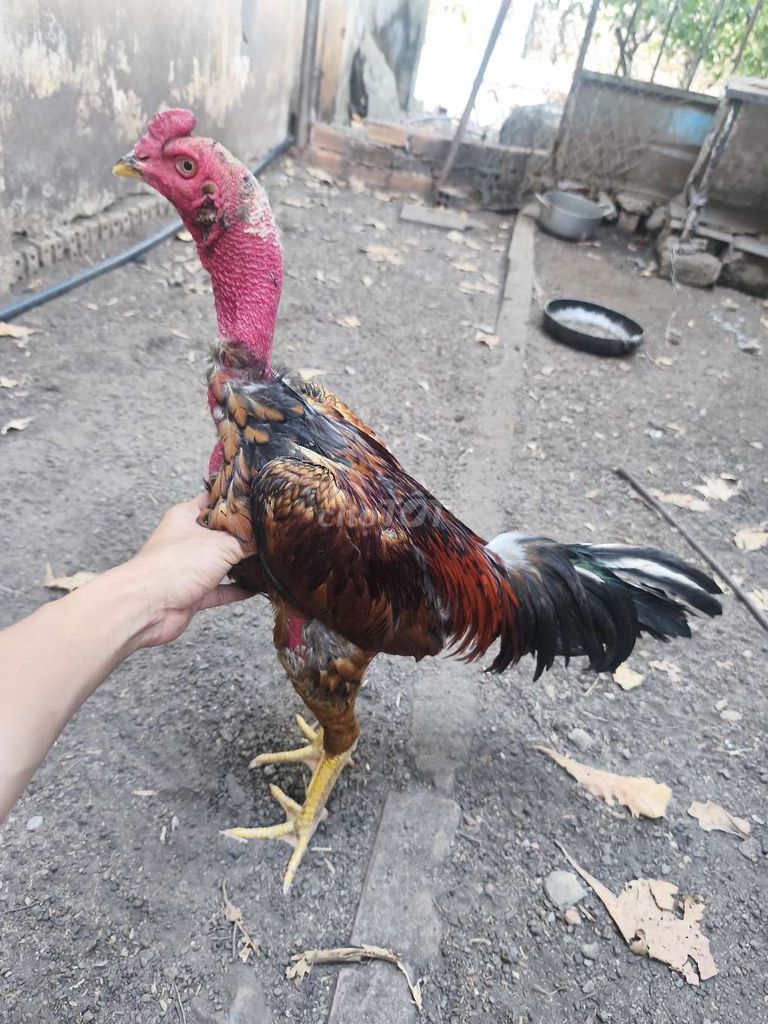 Gà Đỏ Đen Nâu 2.6kg. Mua bán Gà tại Thành phố Đồng Xoài Bình Phước được đăng bởi Huy Đồng xoài  hình 1