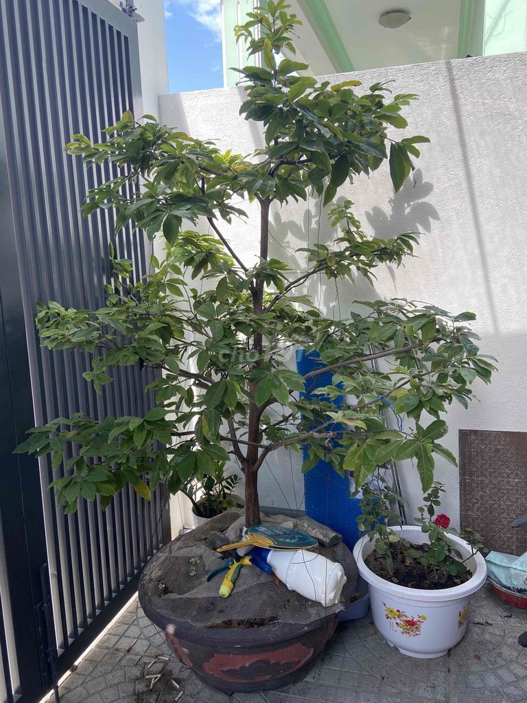 Cây mai đọt xanh 2m tán 1m2 gốc 20cm. Mua bán Cây cảnh, đồ trang trí tại Quận Cẩm Lệ Đà Nẵng được đăng bởi Võ Hồng Phúc hình 1
