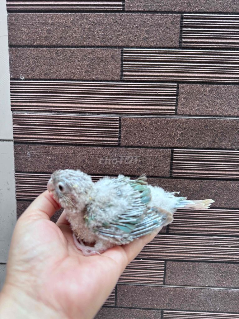 Vẹt non màu Xanh dương. Mua bán Chim tại Quận Tân Phú Tp Hồ Chí Minh được đăng bởi Thủy huỳnh hình 1