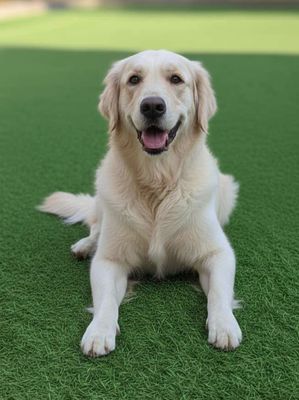 Bé chó trai Golden mặt siêu đáng yêu