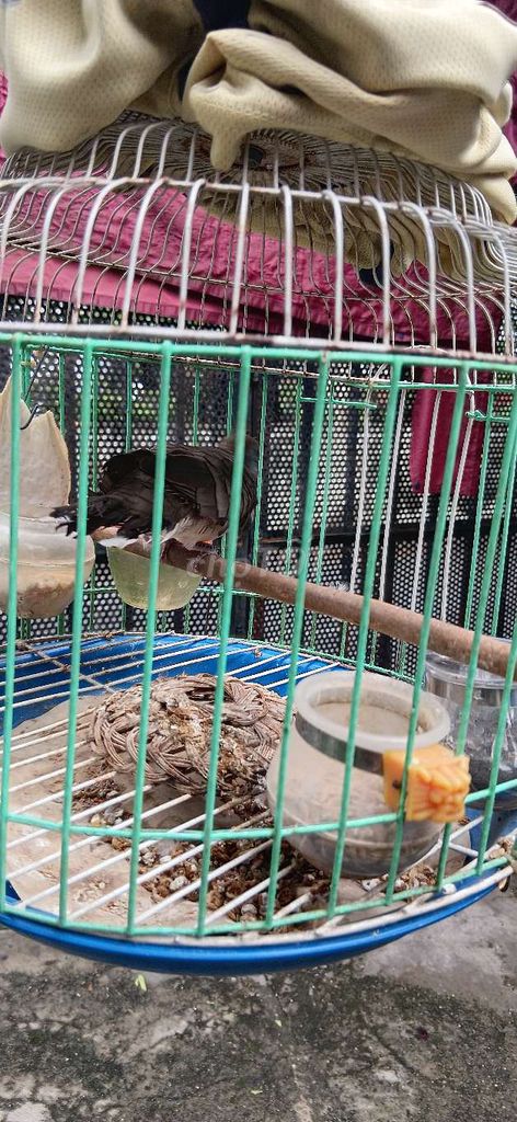 Chim cu rằn. Mua bán Chim tại Thành phố Thủ Đức Tp Hồ Chí Minh được đăng bởi Haonguyen hình 1