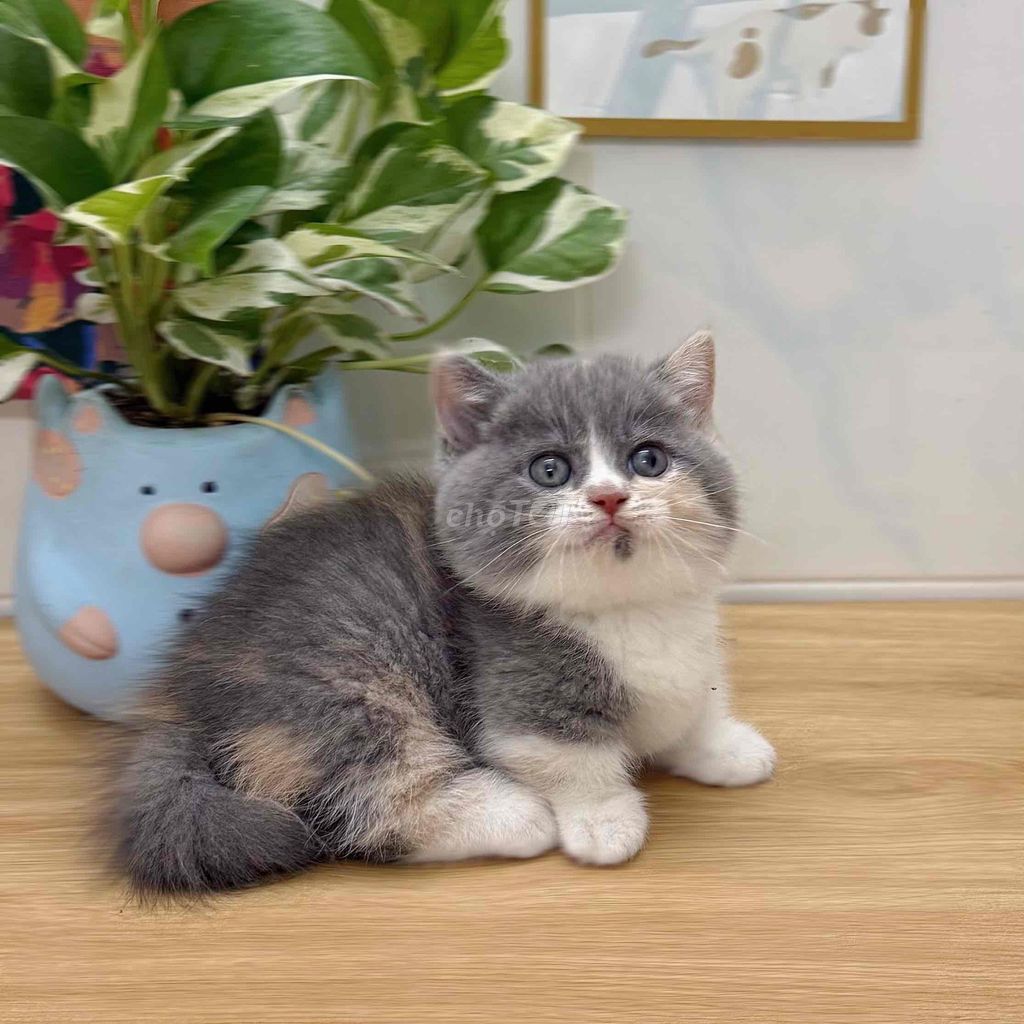 Mèo aln lùn xx. Mua bán Mèo tại Quận 4 Tp Hồ Chí Minh được đăng bởi GaDu Cat hình 1