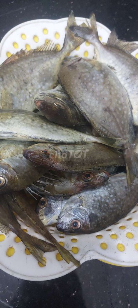 Cá tươi ngon ngọt Tươi sống. Mua bán Đồ ăn, thực phẩm và các loại khác tại Quận Hải Châu Đà Nẵng được đăng bởi Chi Linh hình 1