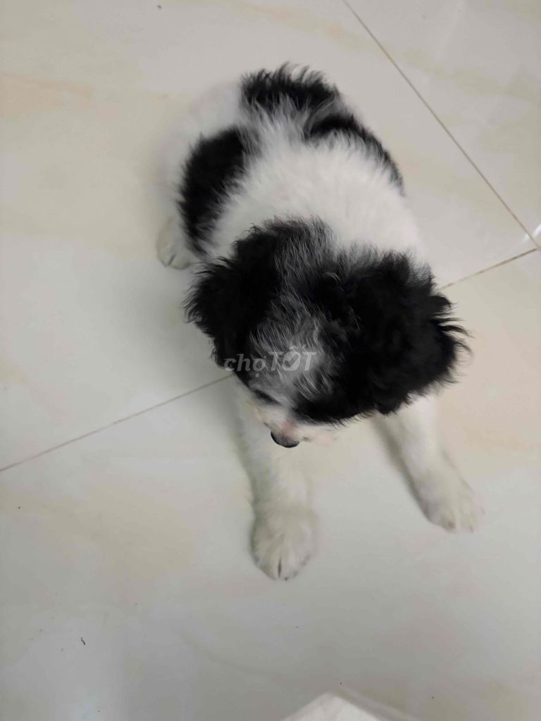 Chó Poodle lai đen trắng 2.5 tháng. Mua bán Chó tại Huyện Hòa Thành Tây Ninh được đăng bởi Tuấn Em hình 1